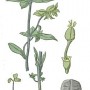 Молочай серповидный. - Euphorbia falcata L.
